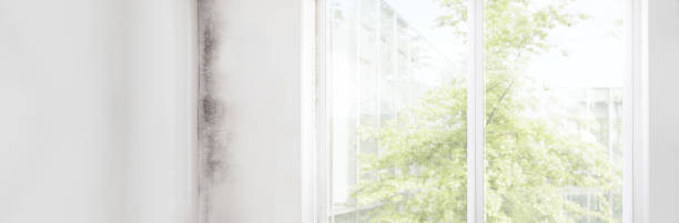 Best Forensic Mold Investigation  in New Deal, TX