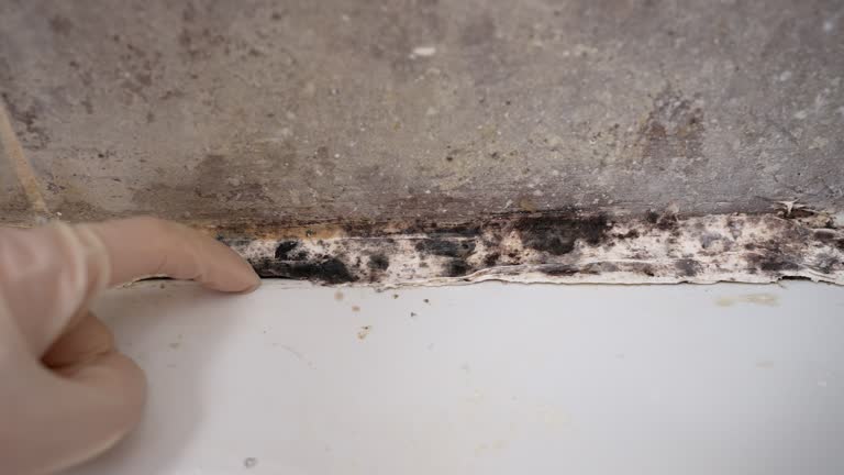 Mold Remediation for Vacation Homes in New Deal, TX